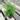 Fragrans maidenhair fern starter plant growers choice thumbnail