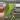 Anthurium green dark phoenix starter plant growers choice thumbnail