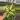 Hoya macrophylla pot of gold 4” pot growers choice thumbnail