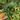 Eyelash fern starter plant growers choice thumbnail