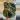 Alocasia Black Velvet Gold thumbnail