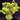 Varieagted tradescantia sillamontana starter plant growers choic thumbnail