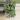 Crassula Rupestris (Baby Necklace) Succulent thumbnail