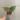 Anthurium Michelle thumbnail