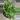 Sedum Rubrotinctum (Jelly Bean Plant) Succulent thumbnail