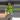 Sansevieria Trifasciata stars and stripes thumbnail