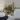 Syngonium Maria allusion thumbnail