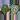 Seed grown anthurium minahasa x red crystallinum (indo) starter plant growers ch thumbnail