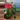 Moon cactus medium size thumbnail