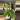 Philodendron Imperial Green #16 thumbnail