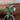 Dumb cane thumbnail