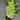 Rhaphidaphora korthalsii thai constellation starter plant growers choice thumbnail