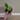 212 varigated green congo thumbnail