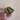 Anthurium noid 1280 thumbnail