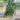 XL Huperzia Nummulariifolia (lover choice) thumbnail