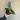 Alocasia Scalprum thumbnail
