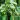 Colocasia pharaohs mask starter plant growers choice thumbnail