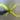Dracaena thumbnail