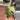 Florida Beauty x Mayoi Top Cut thumbnail