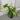 Syngonium batik variegated starter plant growers choice thumbnail