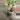 Monstera adansonii albo thumbnail