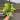 Scindapsus marble prince 6” hanging basket growers choice thumbnail
