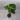 4” Alocasia Ivory Coast thumbnail