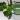6” Philodendron “White Knight” thumbnail