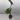 4” Alocasia Metalhead thumbnail