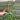 Sansevieria Hybrid Icicle Micadol 4” growers choice thumbnail