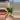Sp. Lai Chau Starter thumbnail