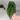 6” Anthurium Luxurians thumbnail