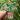 Peperomia Vinyl Sticker thumbnail