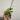 NOID - Green on Green Rhaph or Giganteum thumbnail