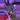 Syngonium NOID thumbnail