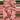 Syngonium Coral starter plant growers choice thumbnail