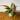 New Hybrid! Philodendron Red King starter plant growers choice thumbnail