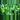 Philodendron Burle Marx starter growers choice thumbnail