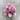 Hypoestes Pink starter plant growers choice thumbnail