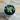 Philodendron Green Congo Nuclear thumbnail