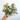 Hypoestes White starter plant growers choice thumbnail