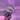 Scindapsus NOID thumbnail
