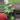 Philodendron Selloum thumbnail