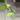Laniata mint vine thumbnail