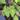 Colocasia Blue Hawaii starter plant growers choice thumbnail