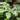 Philodendron Panduriforme starter growers choice thumbnail