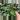 Calathea Beauty Star starter plant growers choice thumbnail