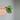 Hoya aff Glabra #1011 thumbnail