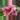 Hibscus Cocoa Royale starter plant growers choice thumbnail