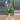 Dinner Plate Hoya Starter thumbnail